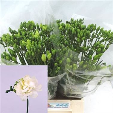 Freesia Double excellent