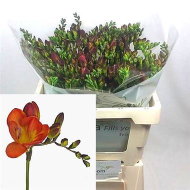 Freesia Double figaro