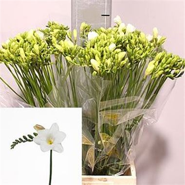 Freesia Galaxy Single