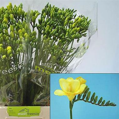 Freesia gold river single