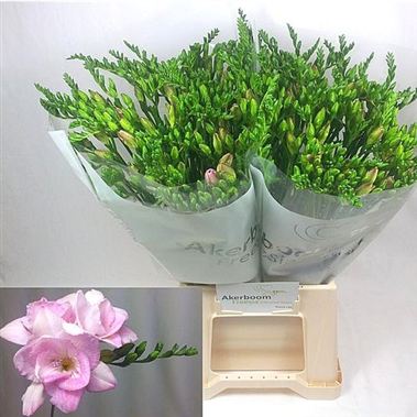Freesia double honeymoon