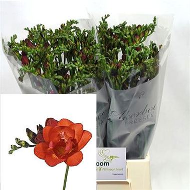 Freesia Double marianne
