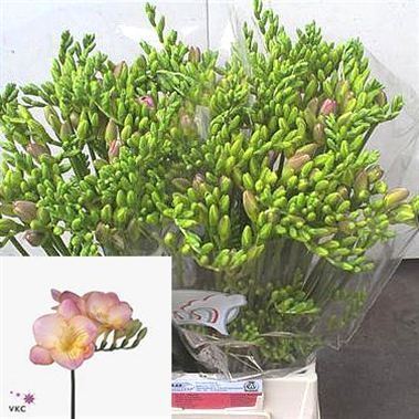 Freesia monaco single