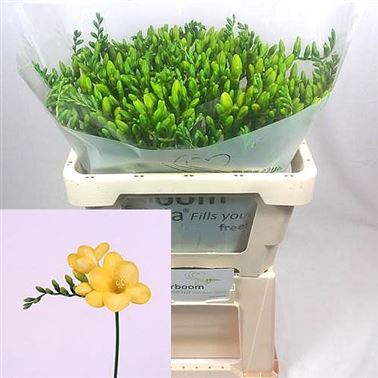 Freesia monza single