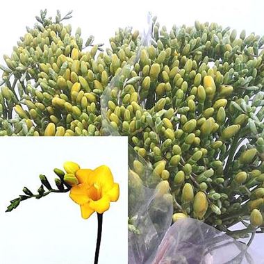 Freesia paris single