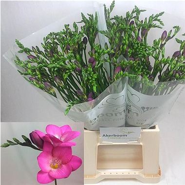 Freesia pink passion single