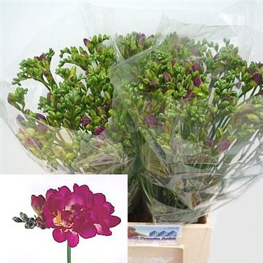 Freesia double purple rain