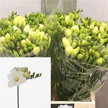 Freesia quinty single