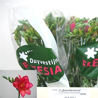 Freesia double red bell
