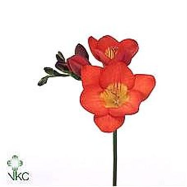 Freesia red river single
