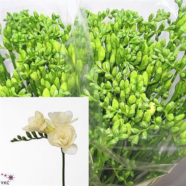 Freesia double riga (2nd grade)
