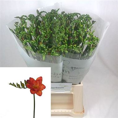 Freesia Double Ruby Red