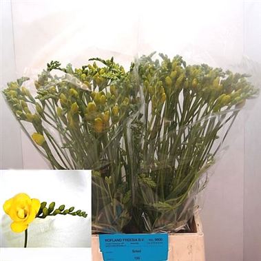 Freesia double soleil