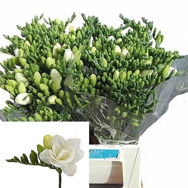 Freesia double virginia