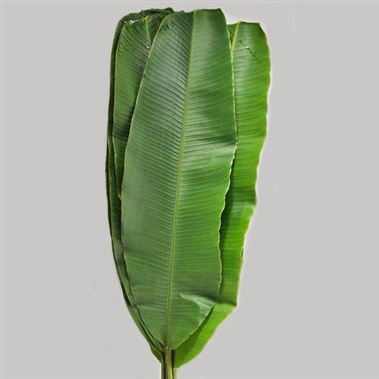 Musa banana leaves