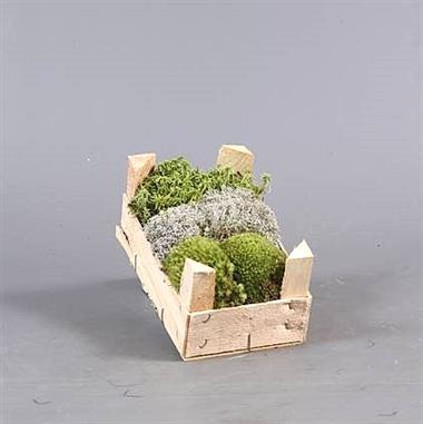Mini Moss mix (wooden crate)