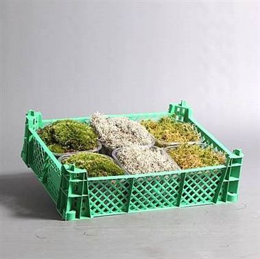 Moss Mix (6 per tray)