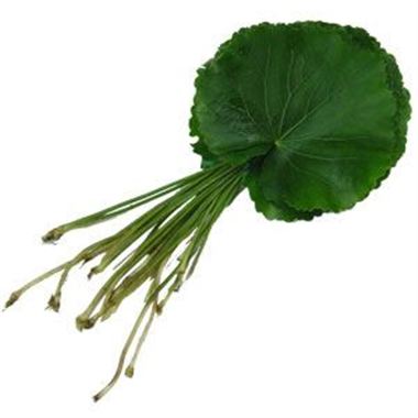 Galax Leaves