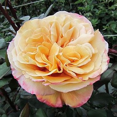 Rose garden capriccio (scented)