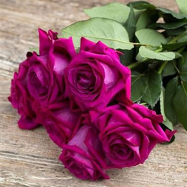 Rose garden perfumella purple (scented)