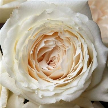 Rose Princess Miyuki
