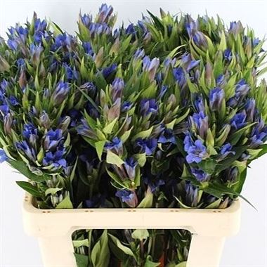 Gentiana Sawakaza