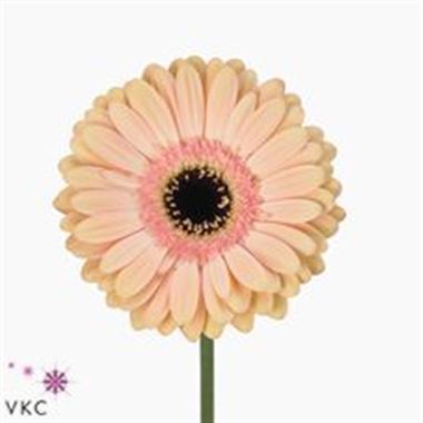 Gerbera Alliance