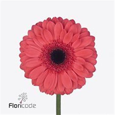 Gerbera Aqua Melone
