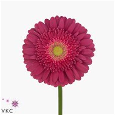 Gerbera Blue Motion