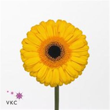 Gerbera Cachet