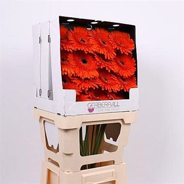 Gerbera Candela (diamond pack)