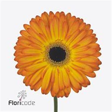 Gerbera Catwalk