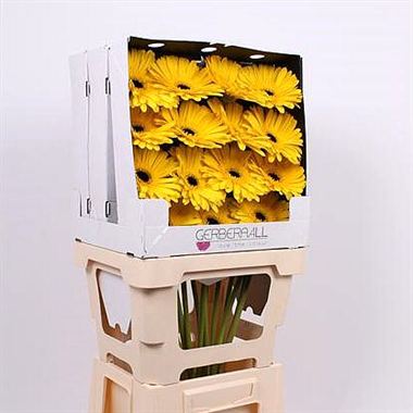 Gerbera Don Leo (diamond pack)