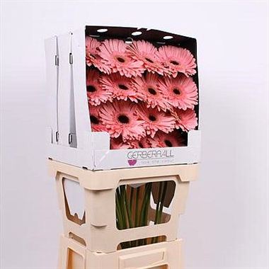 Gerbera Dutch Diva (diamond pack)