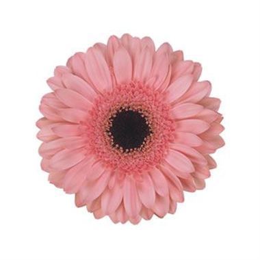 Gerbera Dutch Diva