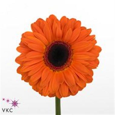 Gerbera Dutch Pride