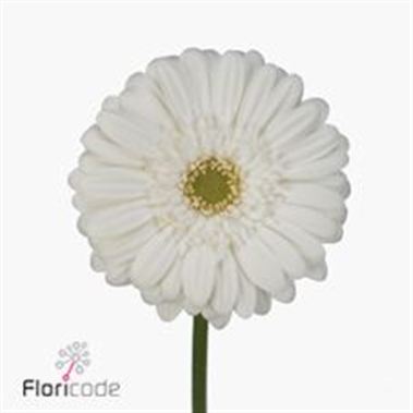 Gerbera Edelweiss