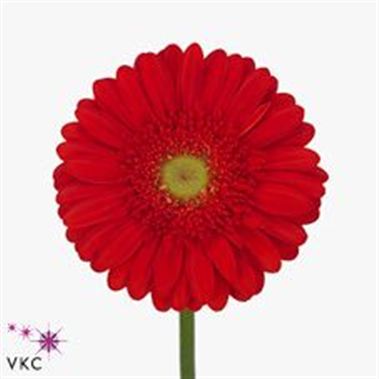 Gerbera Estoria