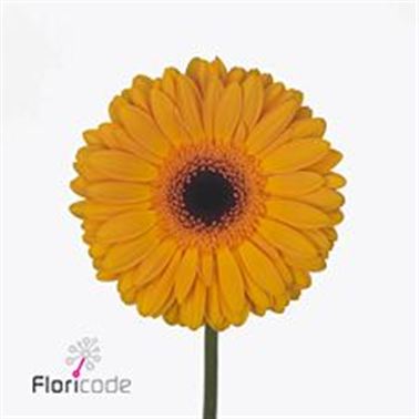 Gerbera Fellow