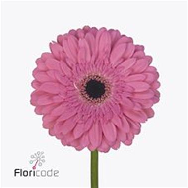 Gerbera Glamour