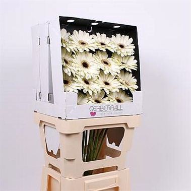 Gerbera Ice Queen (diamond pack)