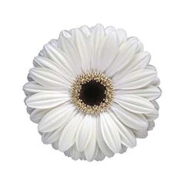 Gerbera Ice Queen