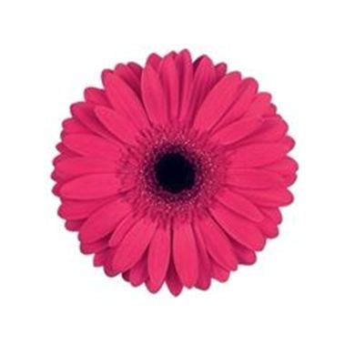 Gerbera Intense