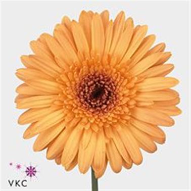 Gerbera Laureen