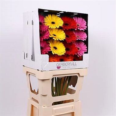 Gerbera Mixed (diamond pack - cols may vary)