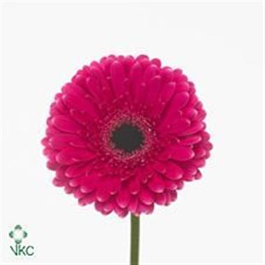 Gerbera Picobello