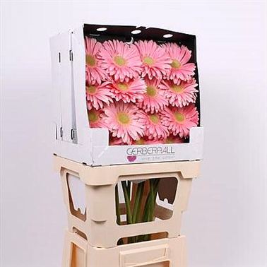 Gerbera Plot (diamond pack)