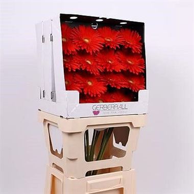 Gerbera Red Explosion (diamond pack)
