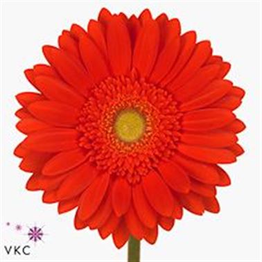 Gerbera Red explosion