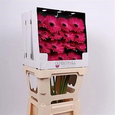 Gerbera Rich (diamond pack)